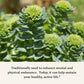 Gaia Herbs Rhodiola Rosea -  120 Vegan Liquid Phyto-Capsules (60-Day Supply)