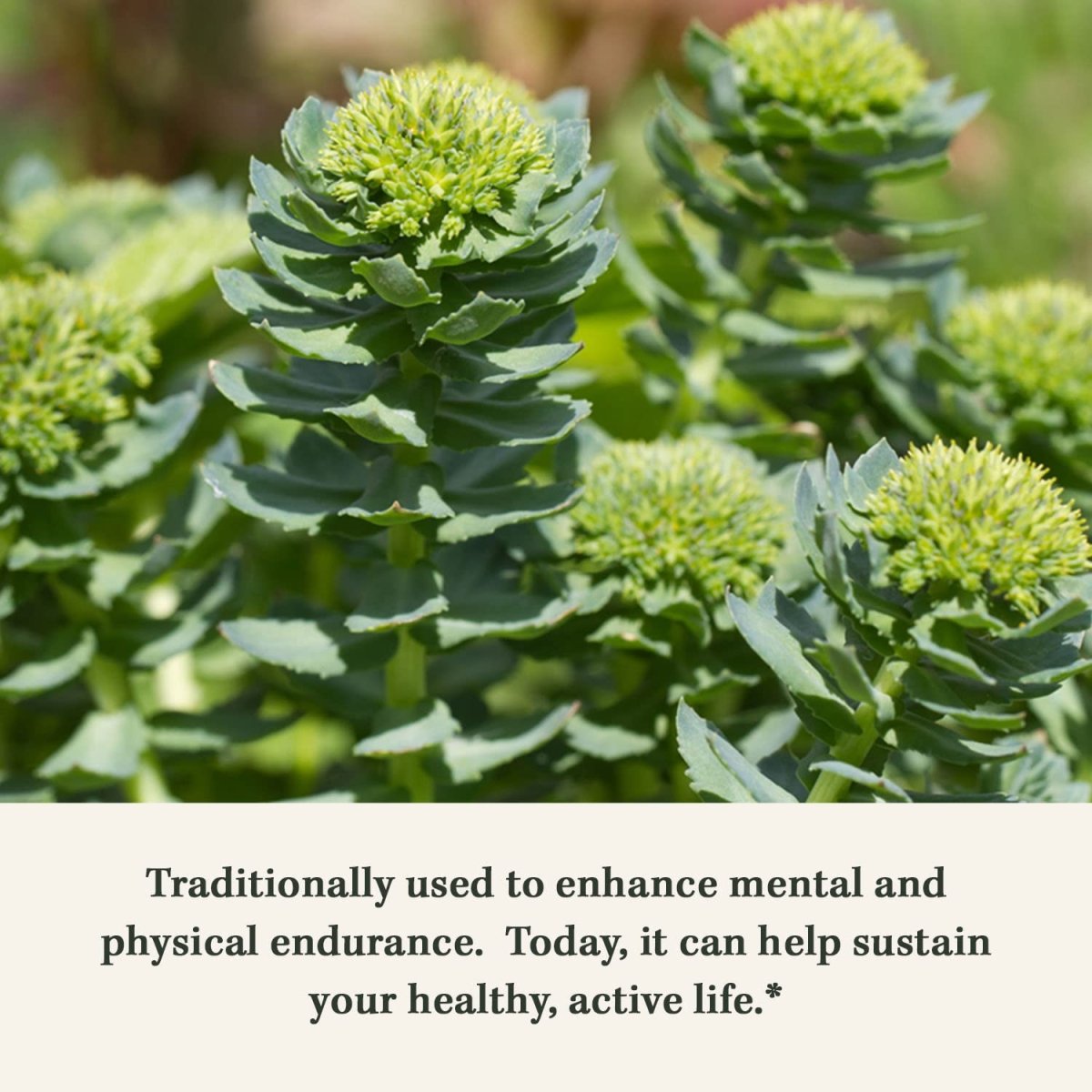 Gaia Herbs Rhodiola Rosea - Stress Support Supplement Traditionally for Supporting Healthy Stamina and Endurance - 60 Vegan Liquid Phyto-Capsules (30-Day Supply)