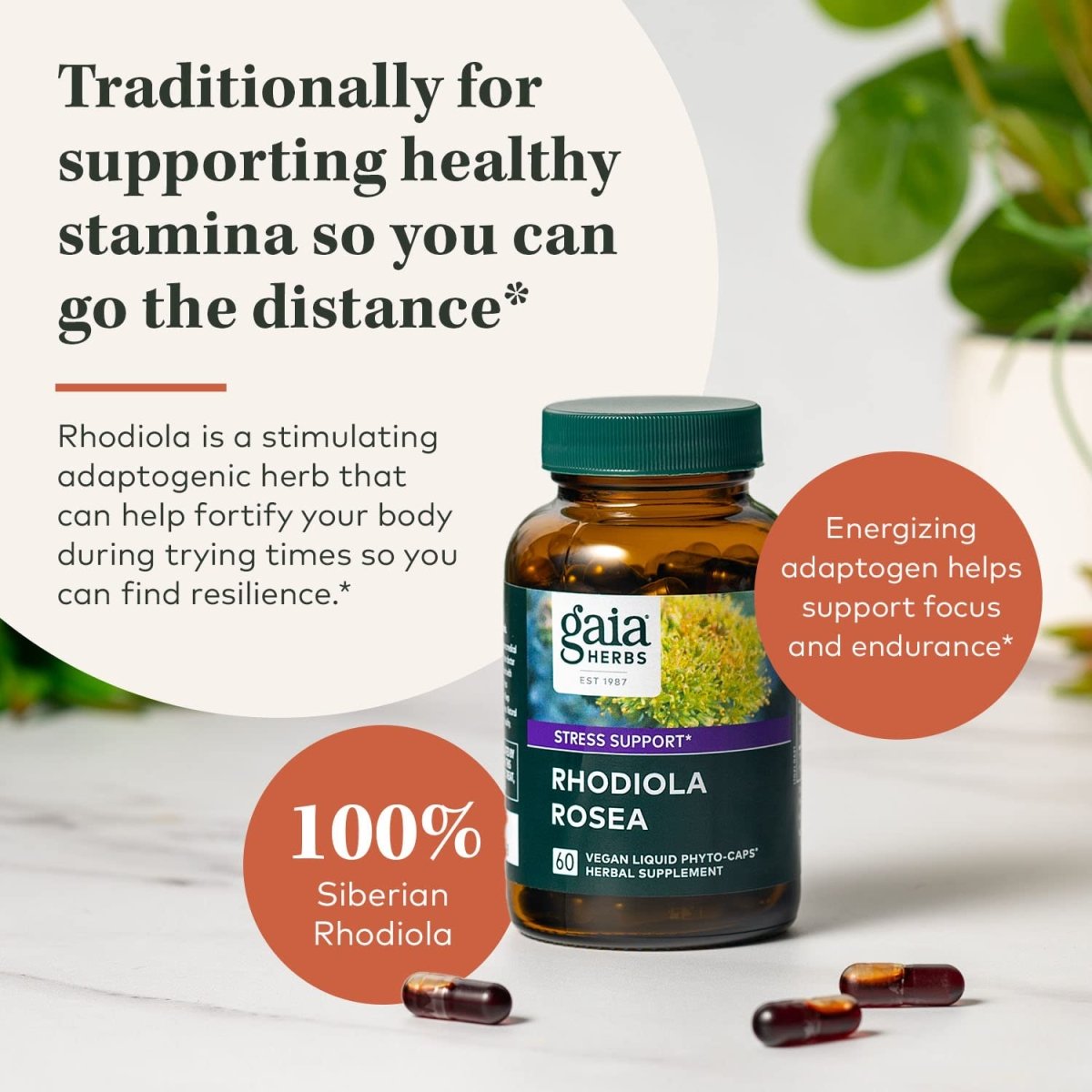 Gaia Herbs Rhodiola Rosea - Stress Support Supplement Traditionally for Supporting Healthy Stamina and Endurance - 60 Vegan Liquid Phyto-Capsules (30-Day Supply)