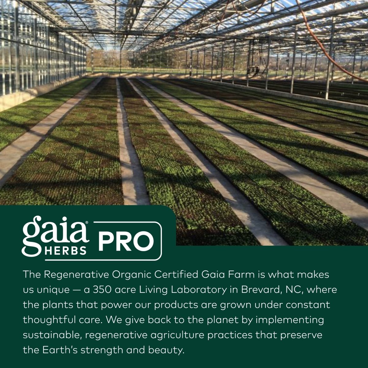 Gaia Pro 3 in 1 Immune Formula (formerly Astragalus Supreme) 2oz