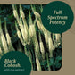 Gaia PRO Black Cohosh - 60 Vegan Liquid Phyto-Capsules (60 Servings)
