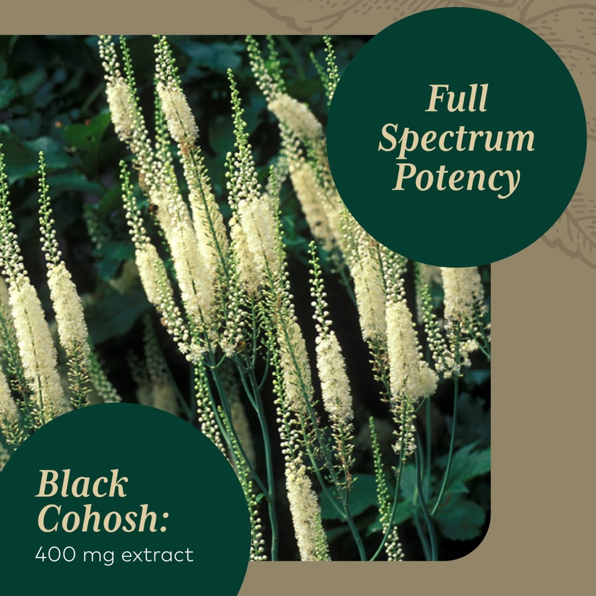 Gaia PRO Black Cohosh - 60 Vegan Liquid Phyto-Capsules (60 Servings)
