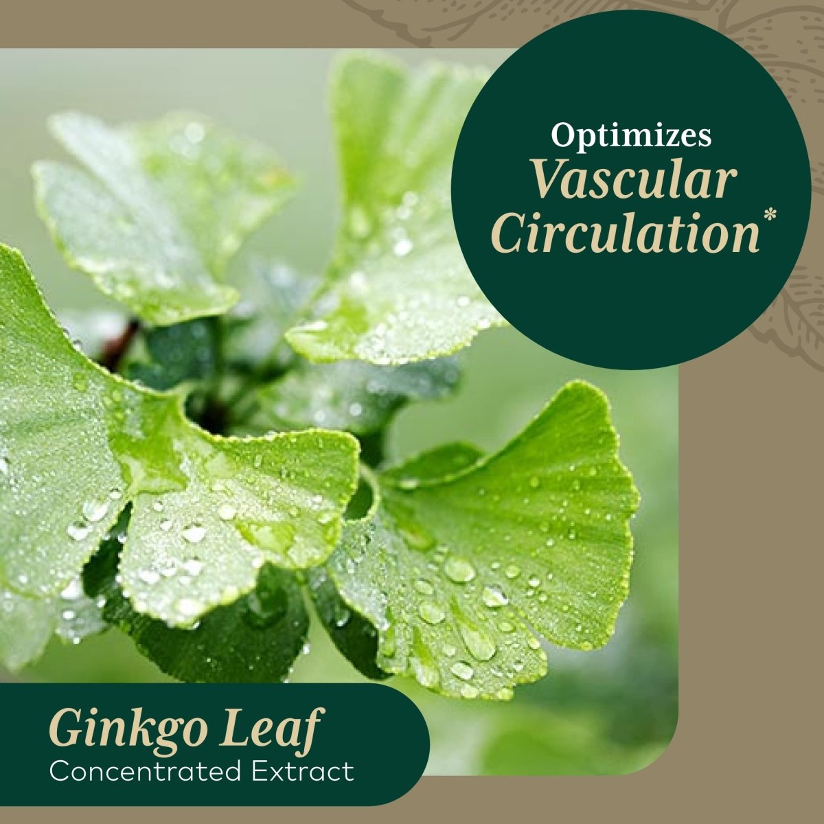 Gaia PRO Ginkgo - Blood Circulation & Brain Supplement - Cognitive Supplement for Brain - 60 Vegan Liquid Phyto-Capsules (30 Servings)