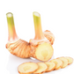 Greater Galangal (Alpinia galanga)
