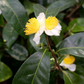 Green Tea (Camellia sinensis)