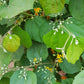 Sherbert Berry (Grewia asiatica)
