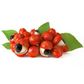 Guarana (Paullinia cupana)