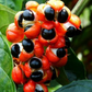 Guarana (Paullinia cupana)