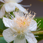Guava, Wild Florida (Psidium guajava)