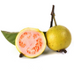 Guava, Wild Florida (Psidium guajava)