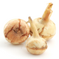 Guinea Arrowroot (Calathea allouia)