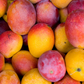 Mango 'Haden' (Mangifera indica)