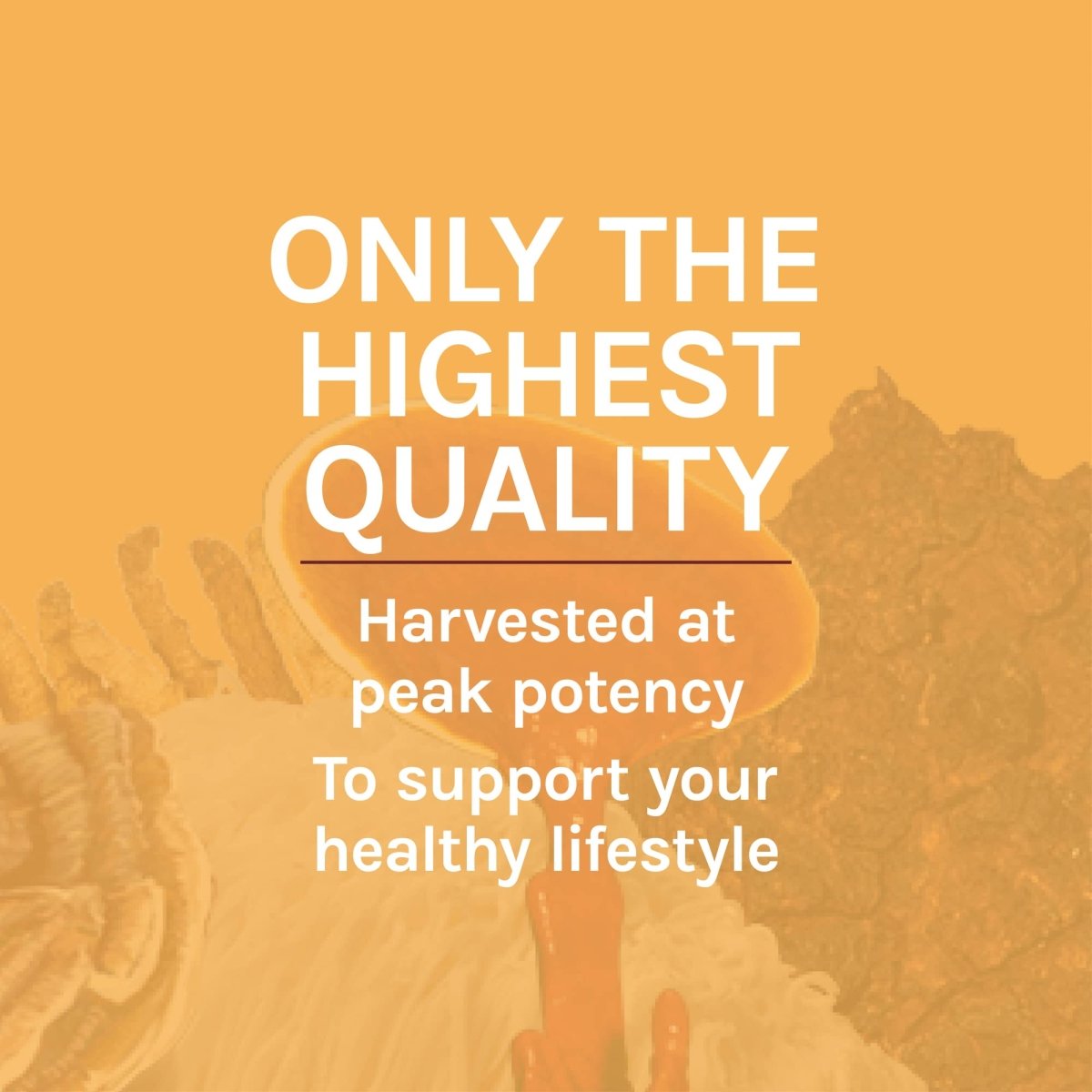 Host Defense Cordyceps Extract 2oz
