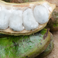 Ice Cream Bean (Inga edulis)