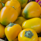 Cocona (Solanum sessiliflorum)