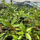 Cas Guava, Costa Rican Guava (Psidium friedrichsthalianum)