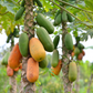 Fast Growing Fruit Tree Bundle: Star Fruit & Papaya