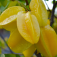Fast Growing Fruit Tree Bundle: Star Fruit & Papaya