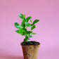 Guava, Strawberry (Psidium cattleianum)