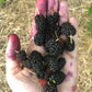 Mulberry 'Shangri La' (Morus alba x rubra)