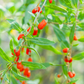 Red Goji Berry (Lycium barbarum)