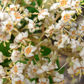 Marlberry (Ardisia squamulosa)