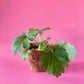 Siberian Motherwort (Leonurus sibiricus)