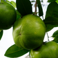 Black Sapote ‘Wilson’ (Diospyros nigra)