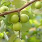 Indian Jujube (Ziziphus mauritiana)