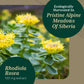 Gaia PRO Rhodiola - Your Key to Adaptogen Stress Support & Relief 60 Capsules