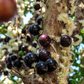 Jabuticaba (Plinia cauliflora)