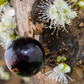 Jabuticaba (Plinia cauliflora)