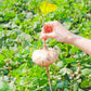 Jicama (Pachyrhizus erosus)