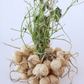 Jicama (Pachyrhizus erosus)