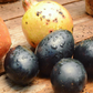 Avocado 'Joey' (Persea americana)