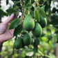 Avocado 'Joey' (Persea americana)