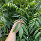 June Plum (Spondias dulcis)