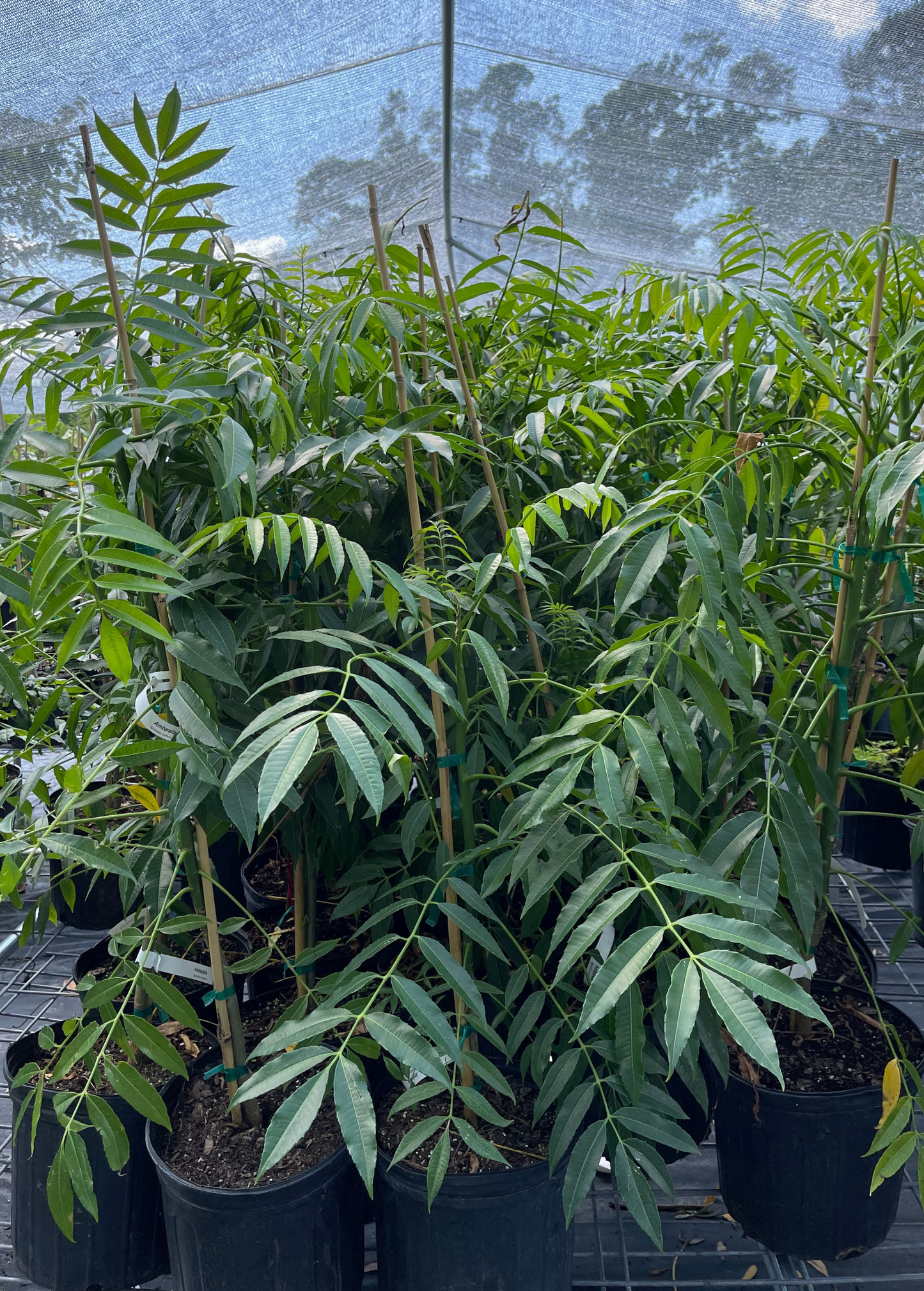 June Plum (Spondias dulcis)
