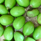 June Plum (Spondias dulcis)