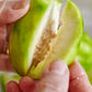 June Plum (Spondias dulcis)