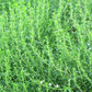 Jamaican Mint Tree, Kama Sutra Mint (Satureja viminea)