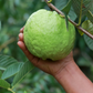 Guava 'Kilo' (Psidium guajava)