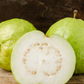 Guava 'Kilo' (Psidium guajava)