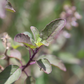 Tulsi 'Krishna' (Ocimum tenuiflorum)