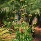 Klip Dagga (Leonotis nepetifolia)
