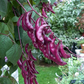 Lablab Bean (Lablab purpureus)