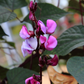 Lablab Bean (Lablab purpureus)