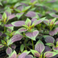 Lagos Spinach (Celosia argentea)