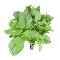 Organic Basil Package️