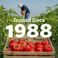 Hunt's Petite Diced Tomatoes